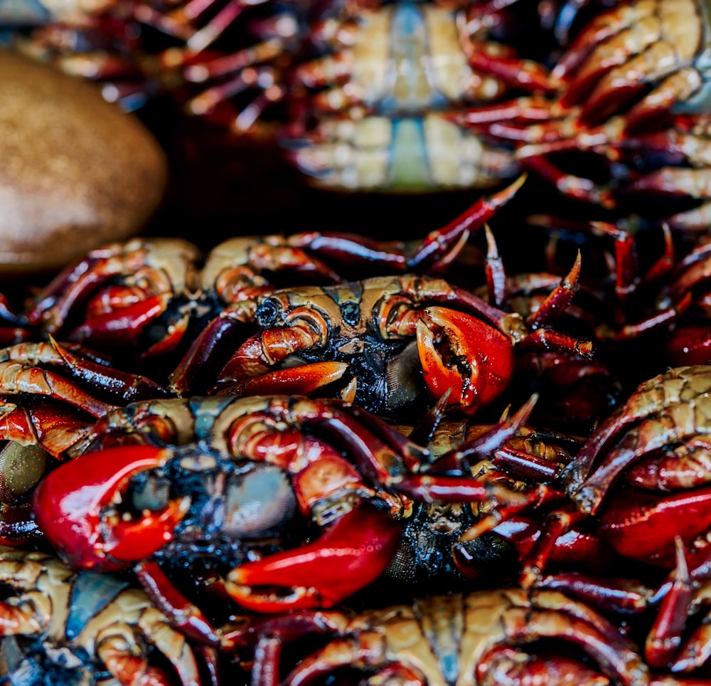 a pile of red and black crabs