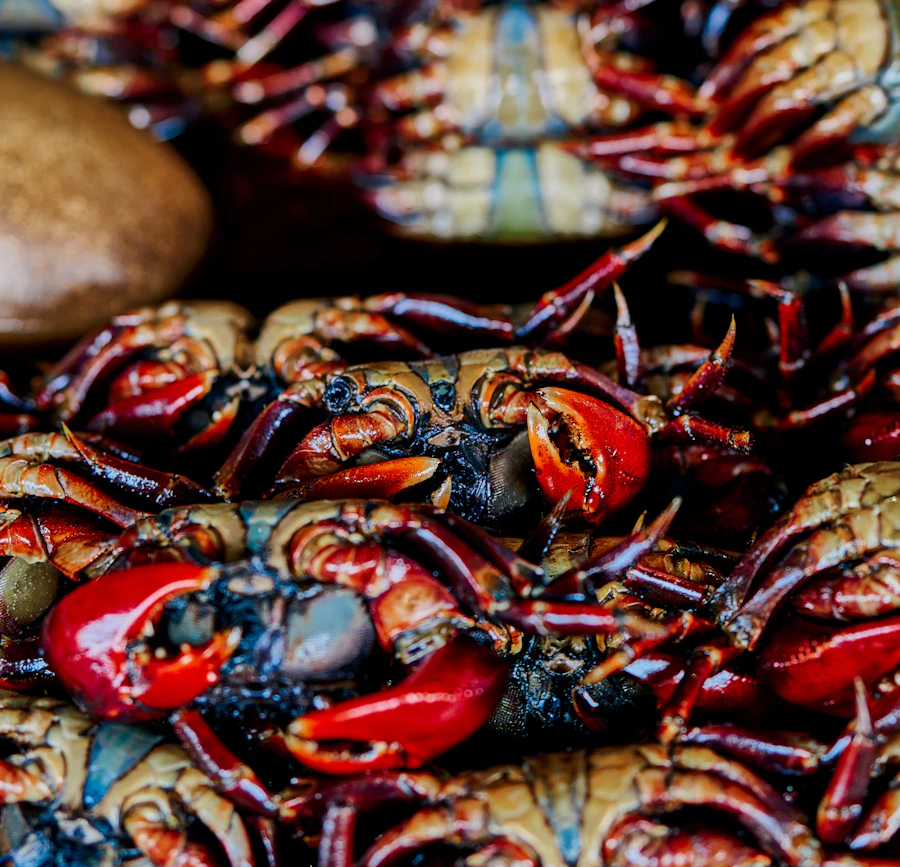 A pile of freshly caught crab stacked in a bin