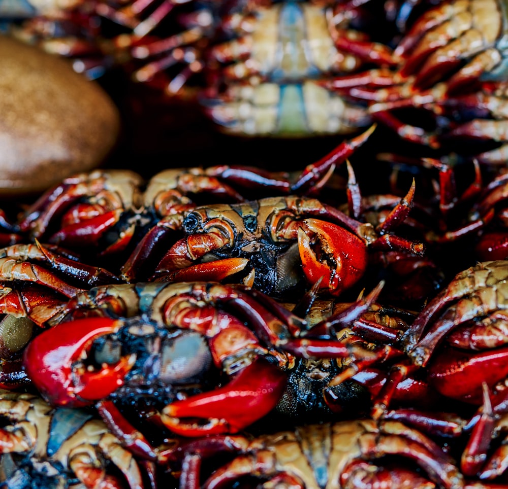 Un montón de cangrejos rojos y negros