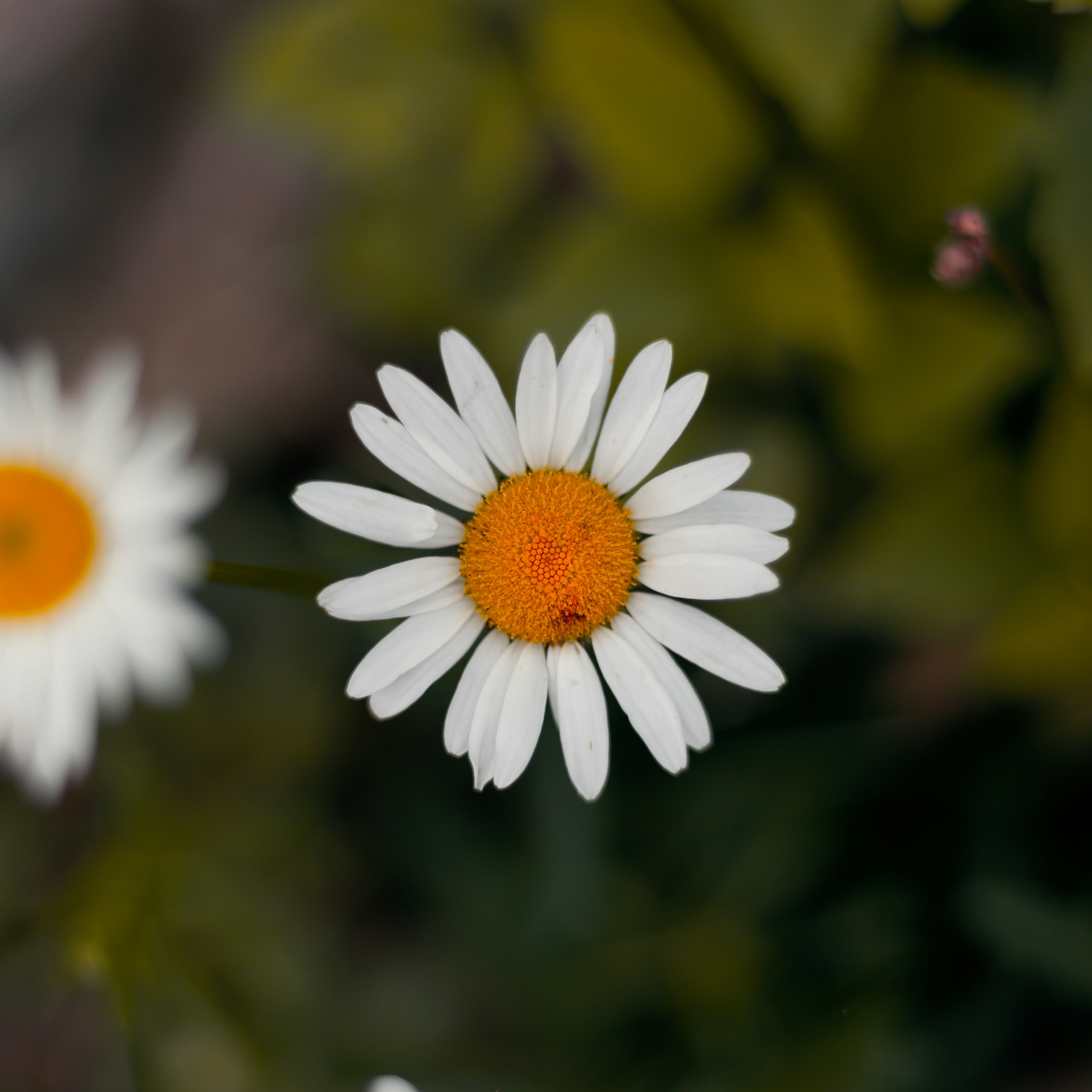 Photo by lanirudhreddy