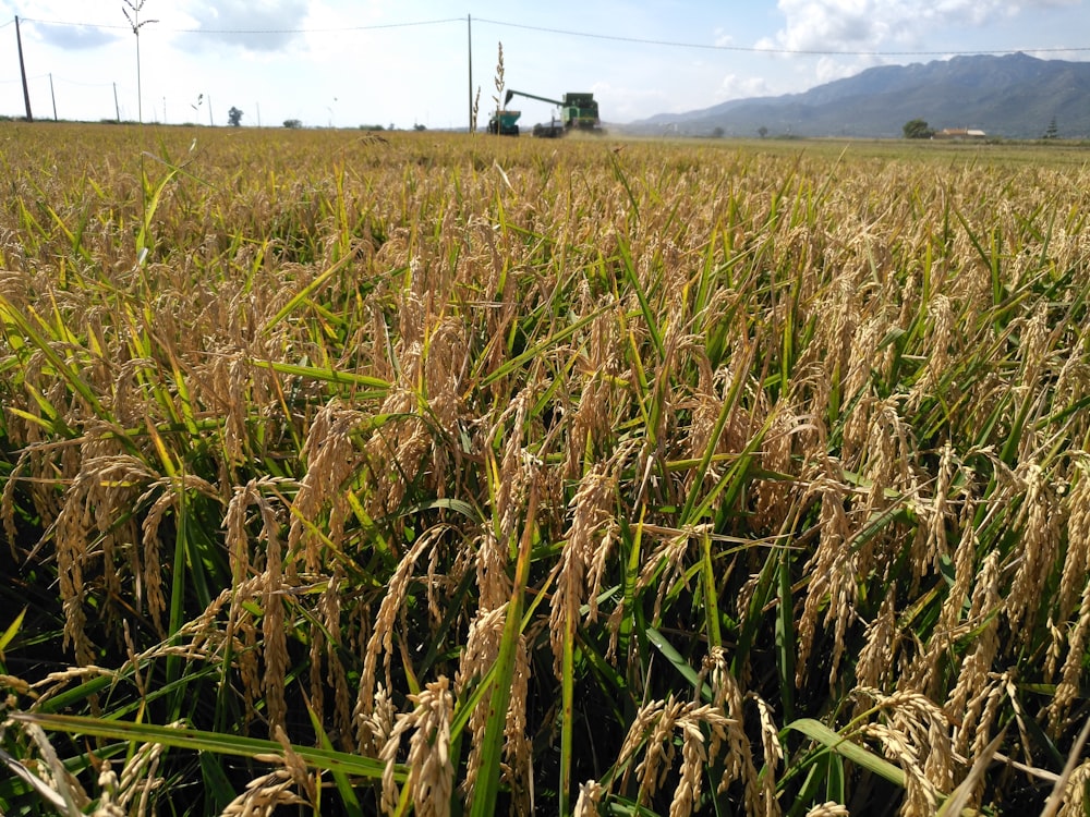 a field of wheat