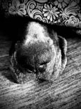 a black and white photo of a dog