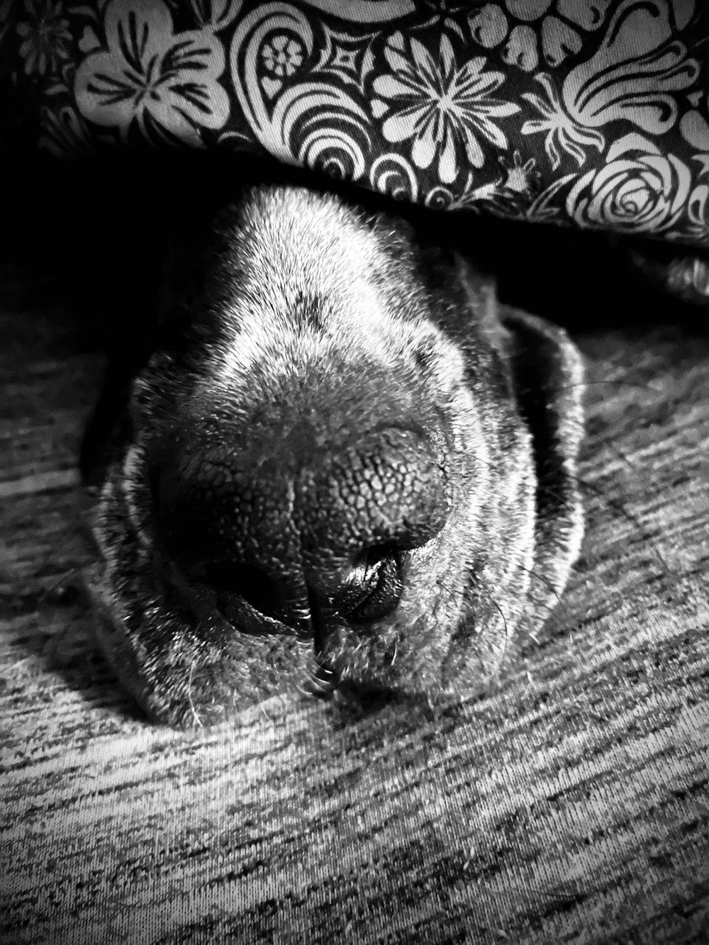 a black and white photo of a dog