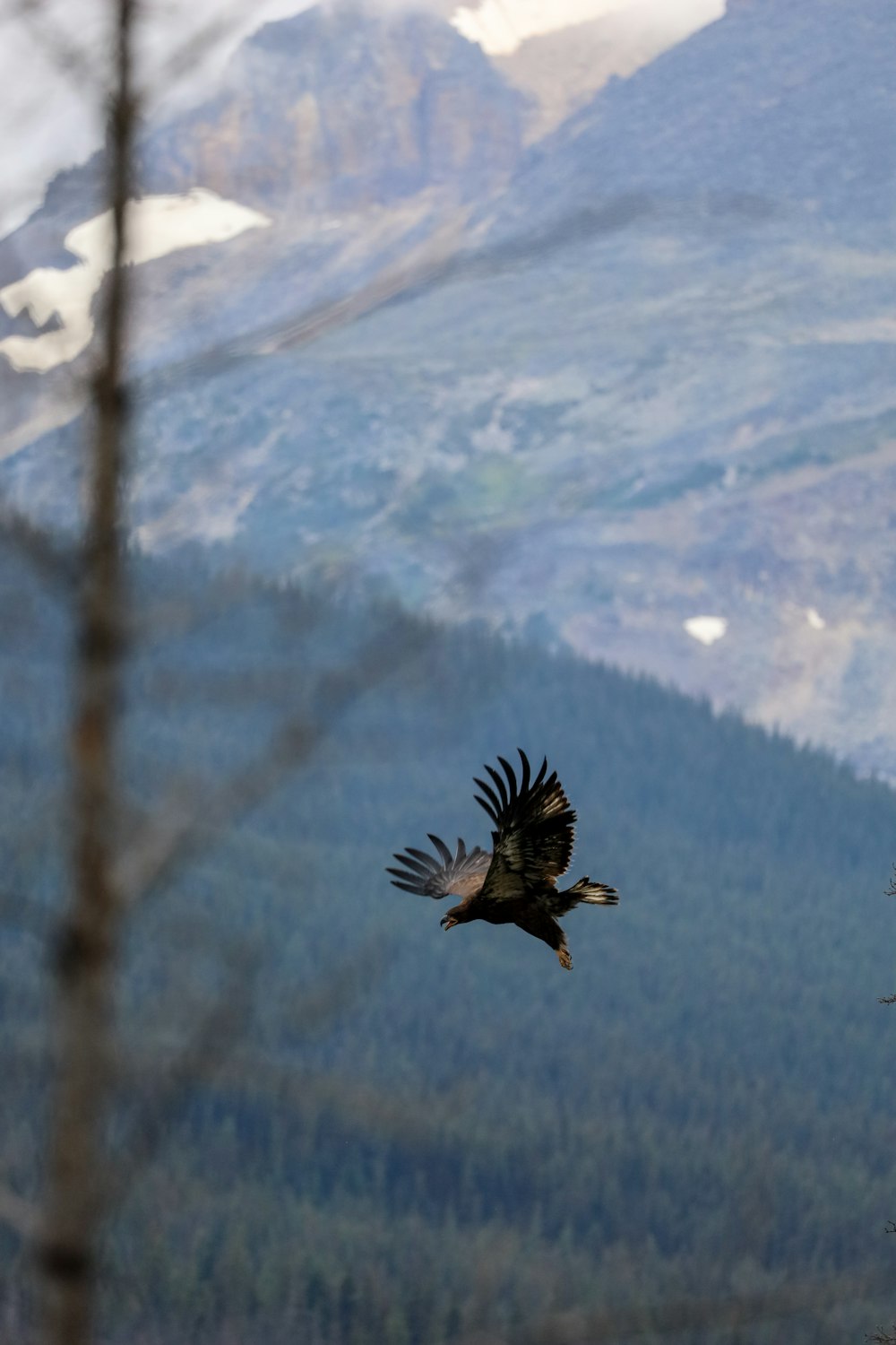 a bird flying in the air