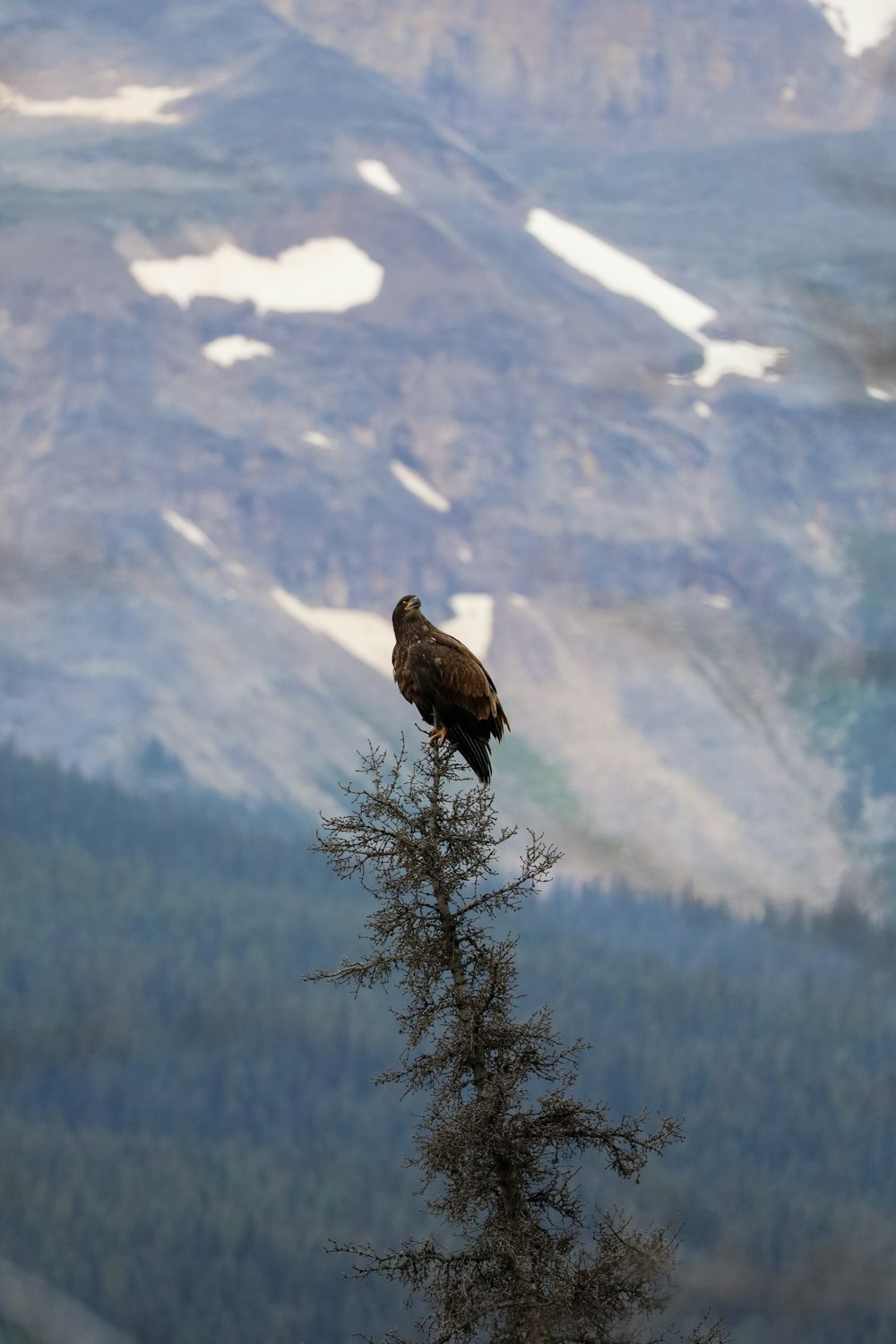 a bird perched on a tree