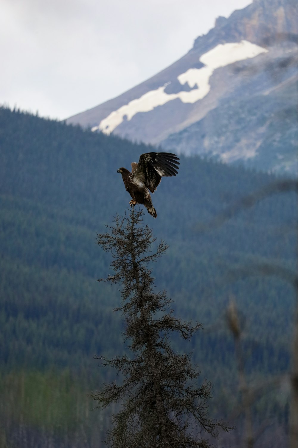 a bird flying over a tree