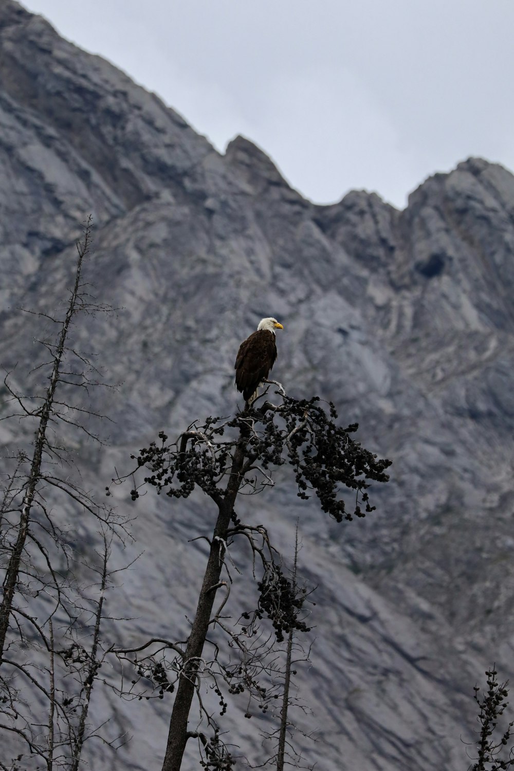 a bird sits on a tree