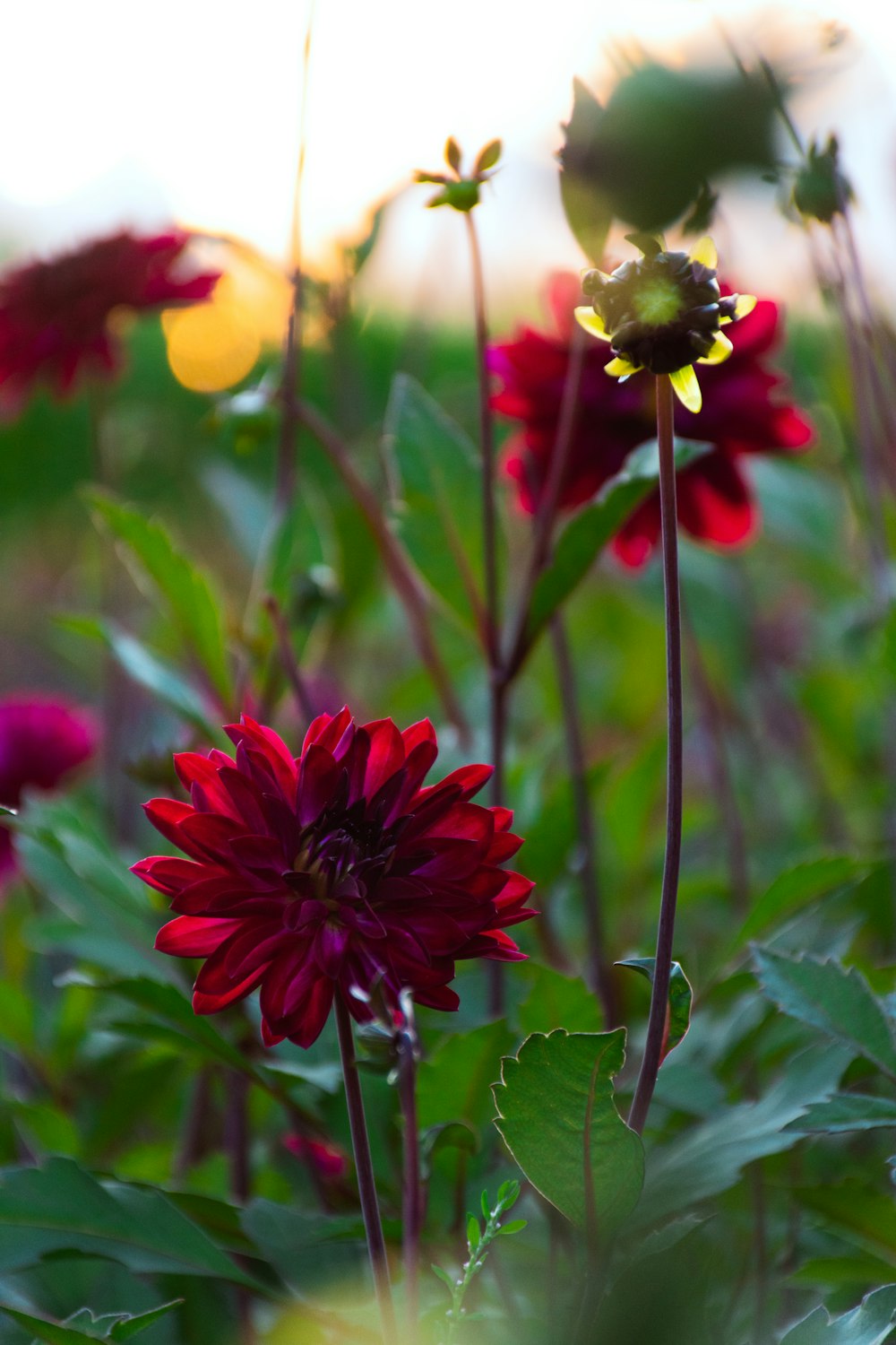 a close up of a flower