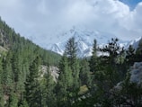 a mountain range with trees