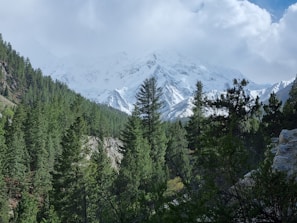 Fairy Meadows