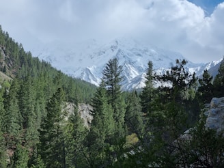 Fairy Meadows
