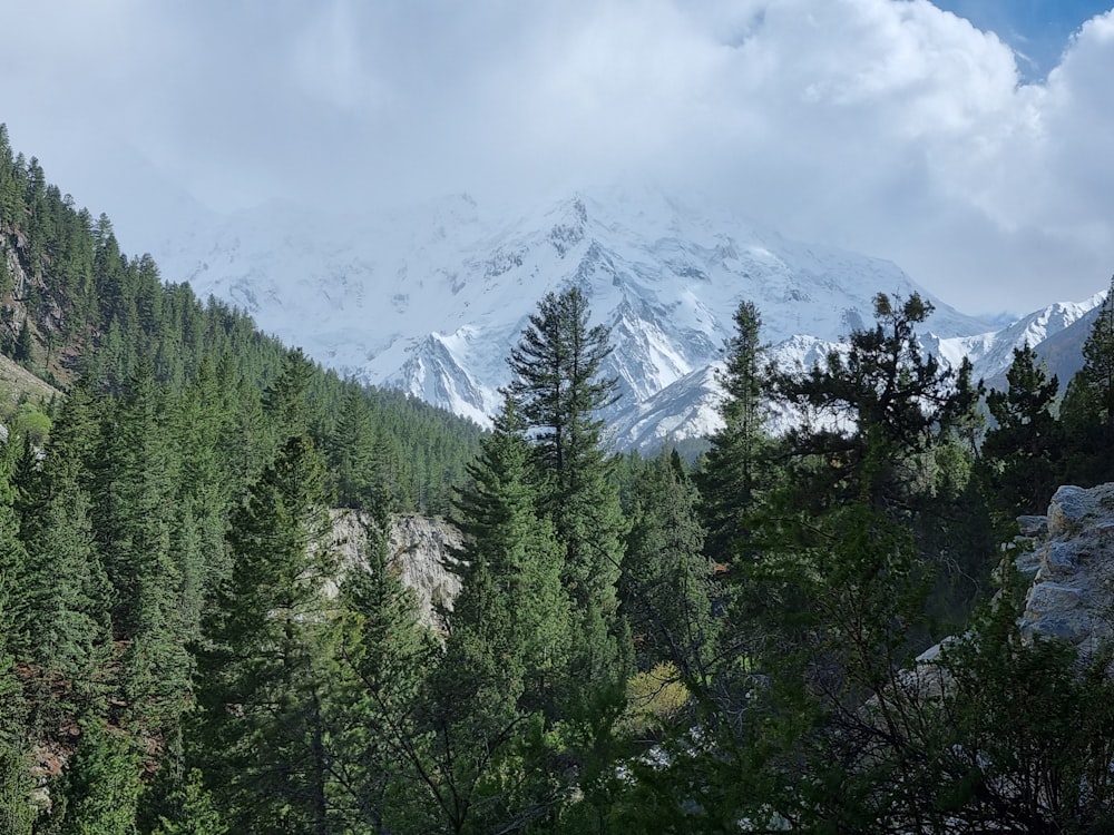 a mountain range with trees