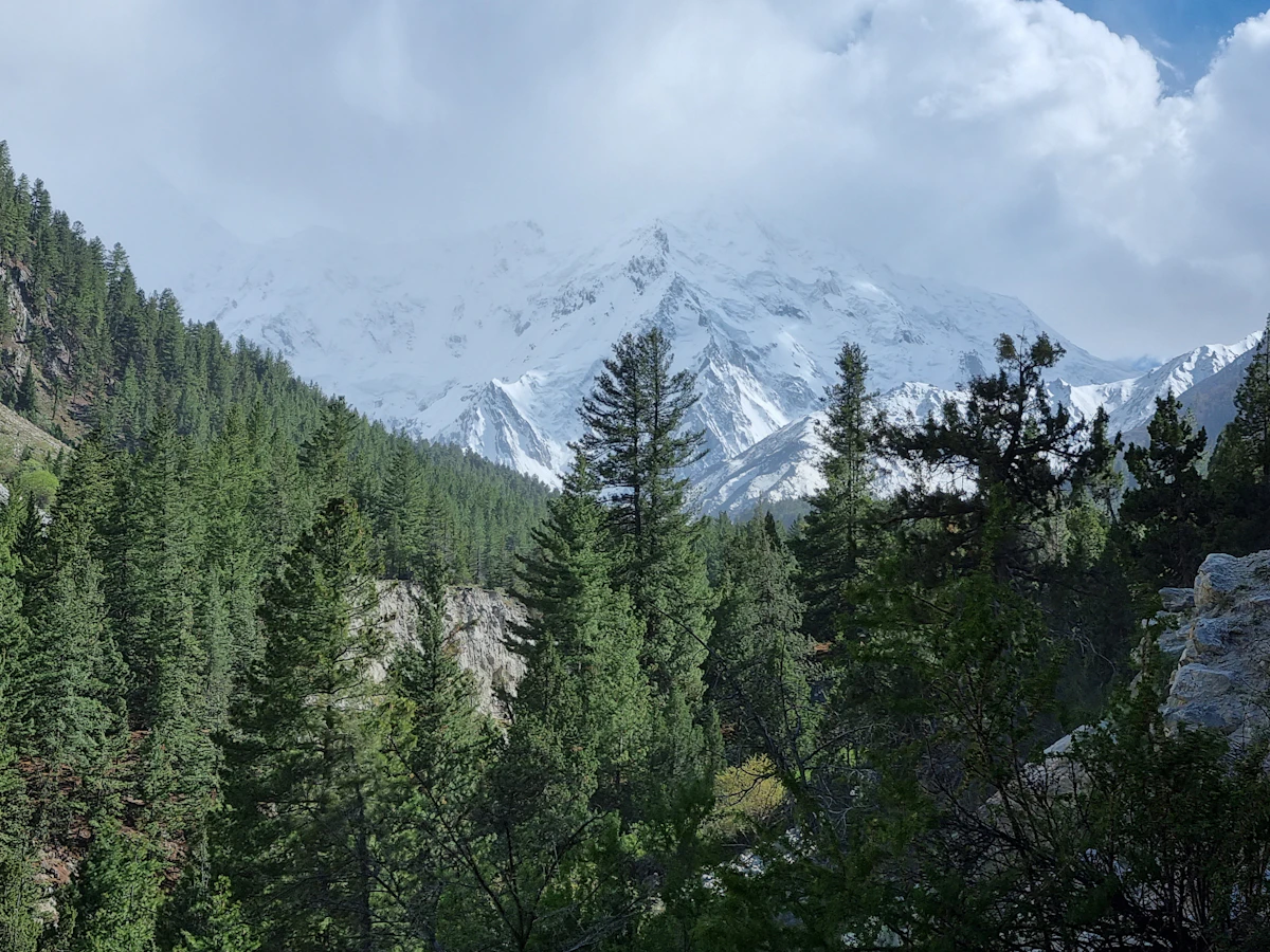 Pine forest and mountain range at Fairy Meadows, Gilgit-Baltistan, Pakistan