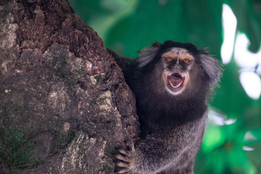 a monkey climbing a tree