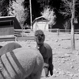 A group of alpacas with one facing the camera. The scene is set in an outdoor enclosure with wooden fencing and a few trees. There is a building in the background, and the image is in black and white, giving it a nostalgic or classic feel.