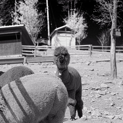 A group of alpacas with one facing the camera. The scene is set in an outdoor enclosure with wooden fencing and a few trees. There is a building in the background, and the image is in black and white, giving it a nostalgic or classic feel.