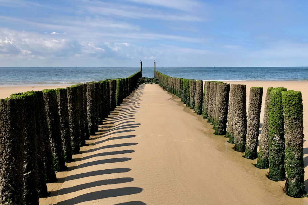 a path with a row of cactus