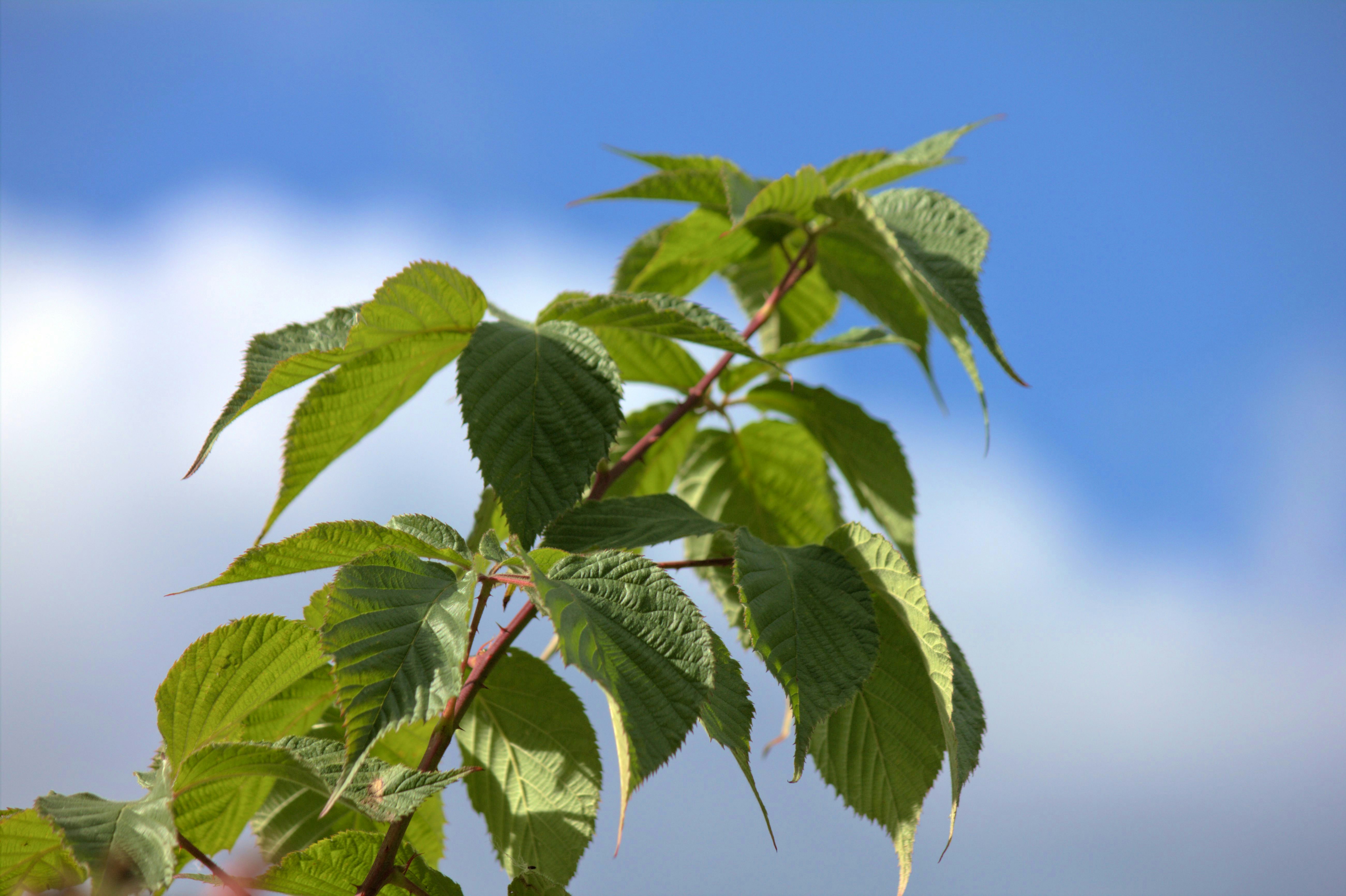 a close-up of a tree branch