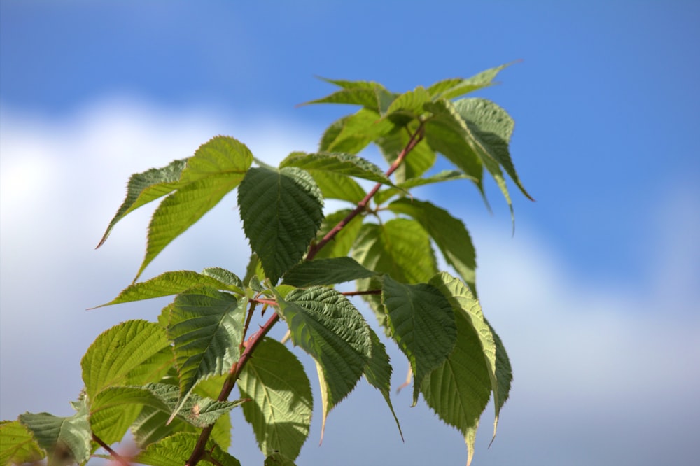 a close-up of a tree branch