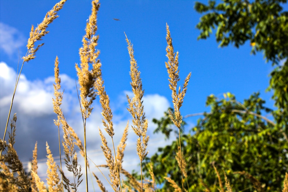 a group of plants with leaves