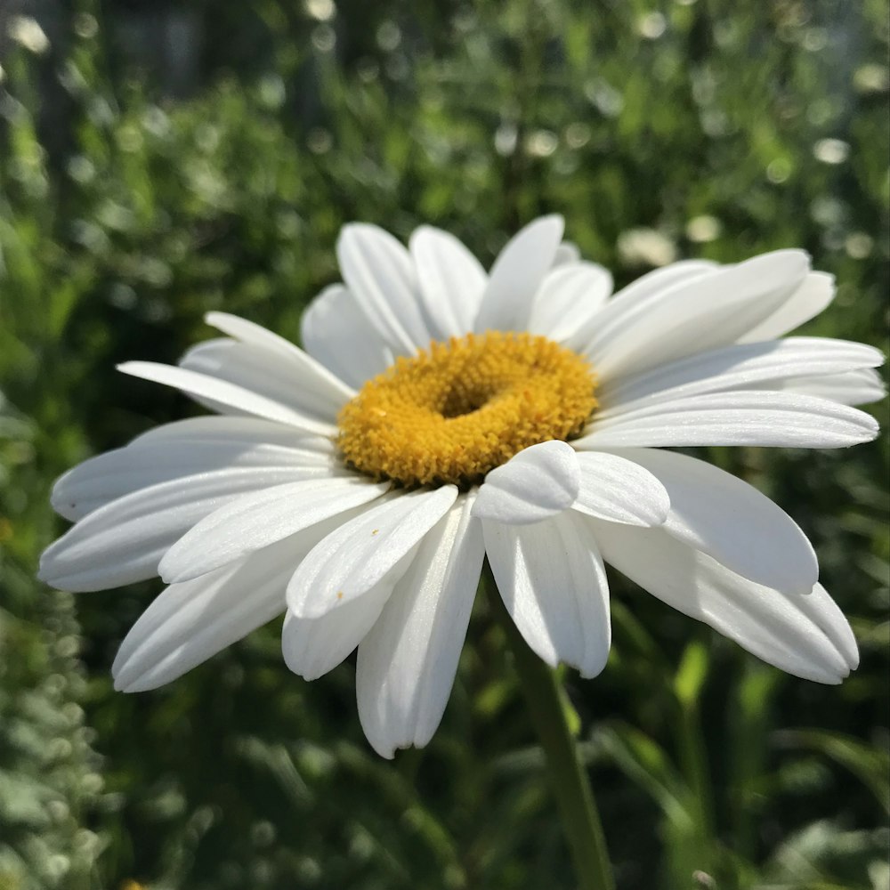 a white flower with a yellow center