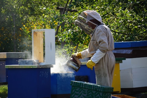 a beekeeper caring for his being hives