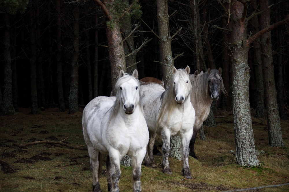 a group of horses standing in a forest