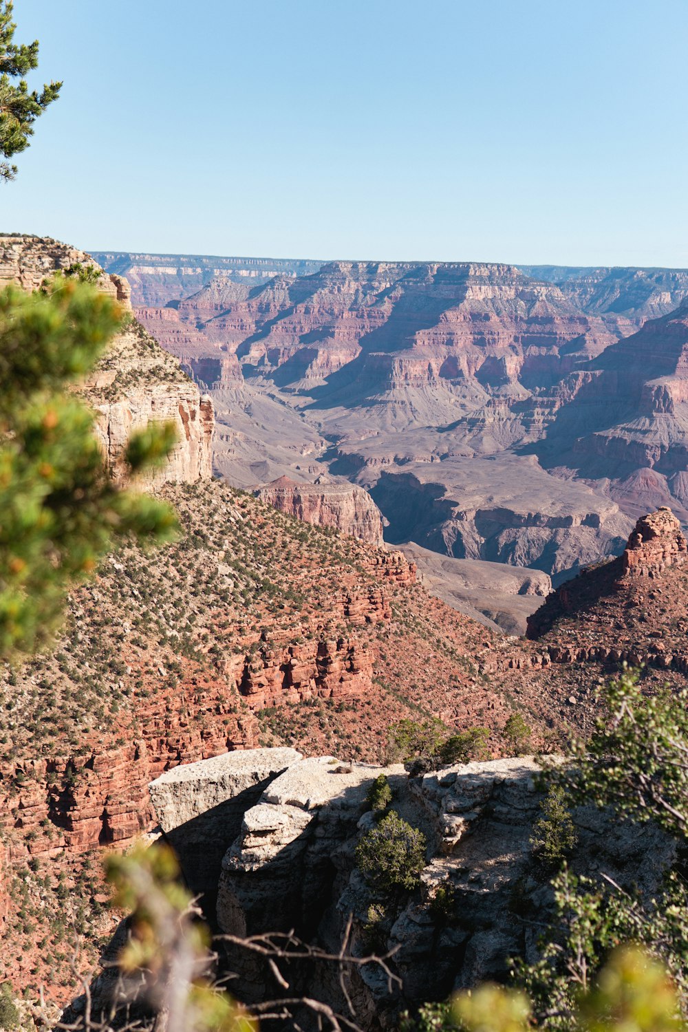 a canyon with trees and plants