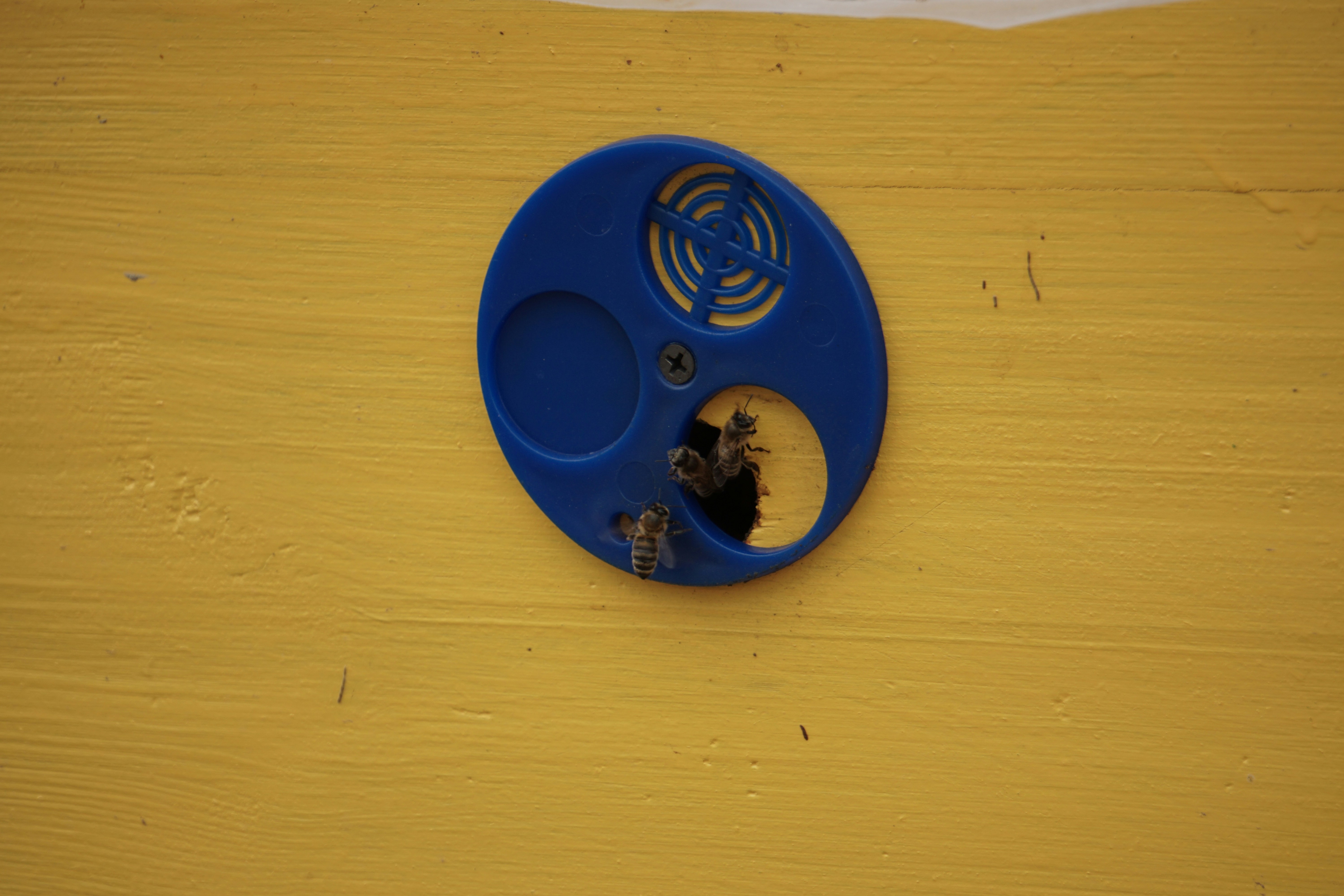 Um Recipiente De Plastico Azul Com Um Par De Abelhas Dentro LKts_KD Aew