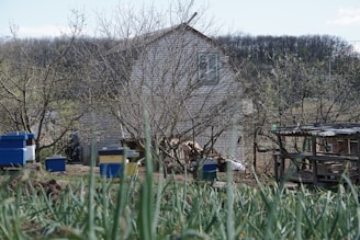 A vibrant farm scene showing chickens, bees, and lush plants with a house and landscaped yard in the background.