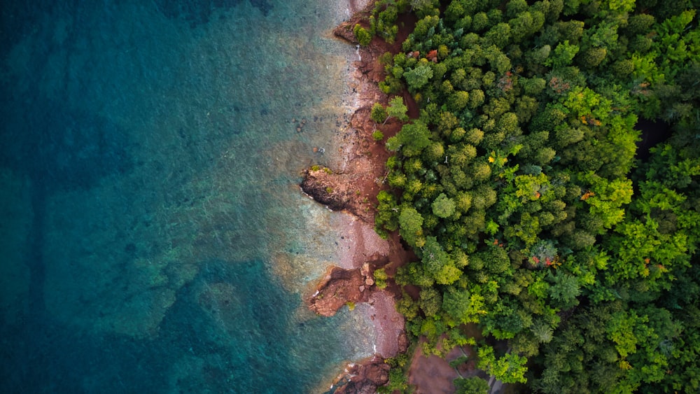 a body of water with trees around it