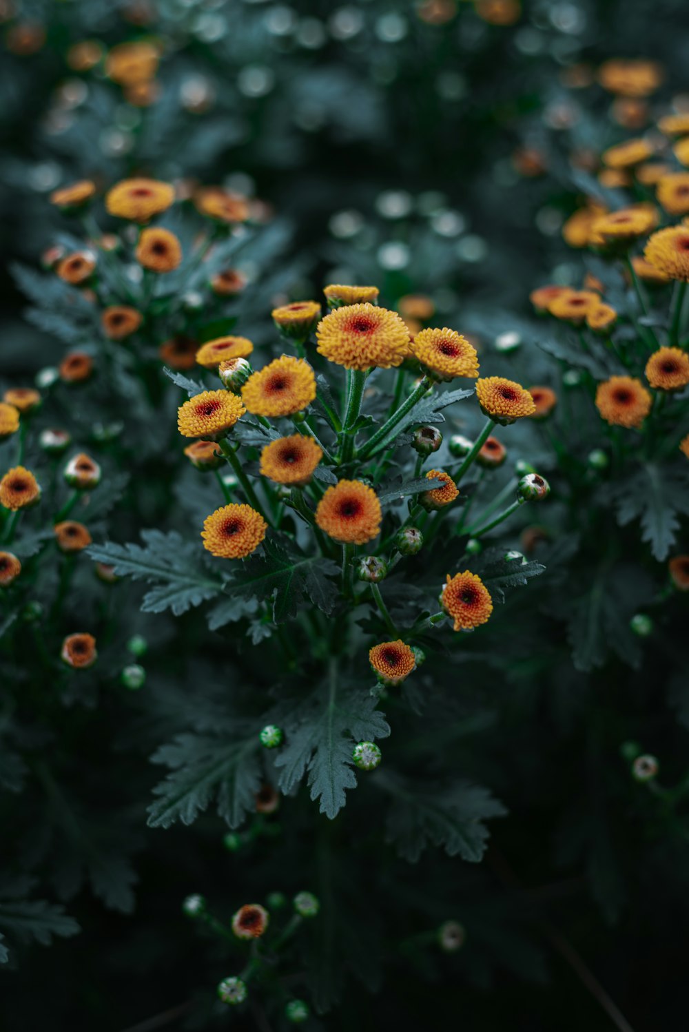 a close up of a plant