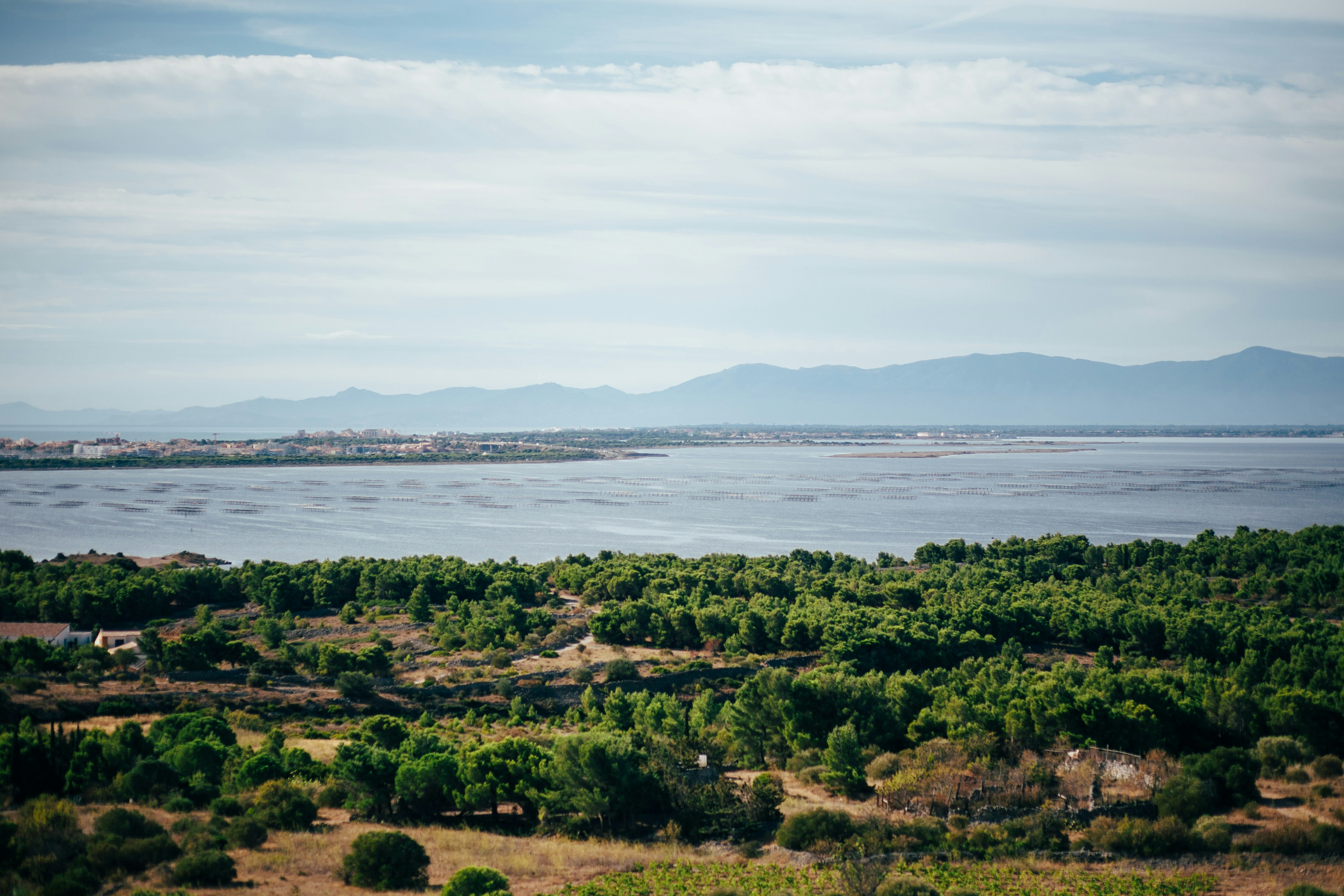 a landscape with trees and water in the back