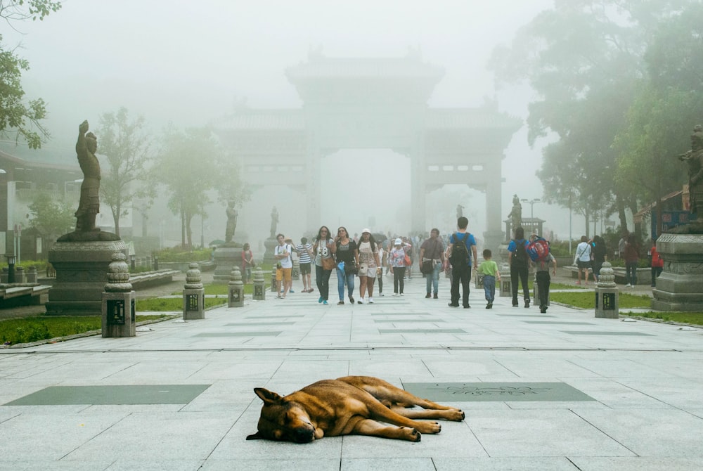 a dog lying on the ground in front of a statue