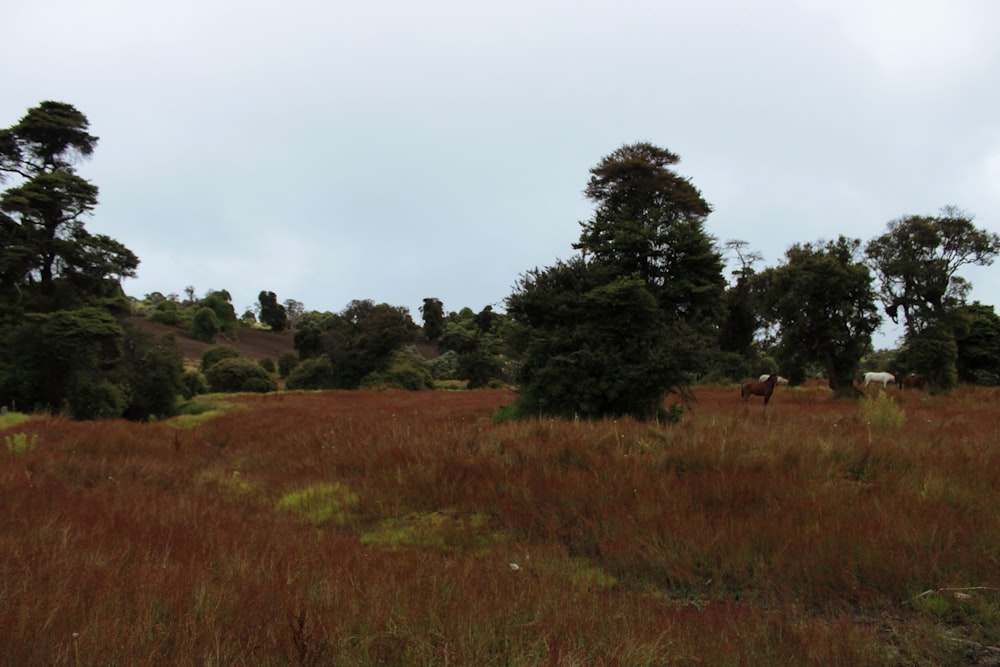 a grassy field with trees in the background