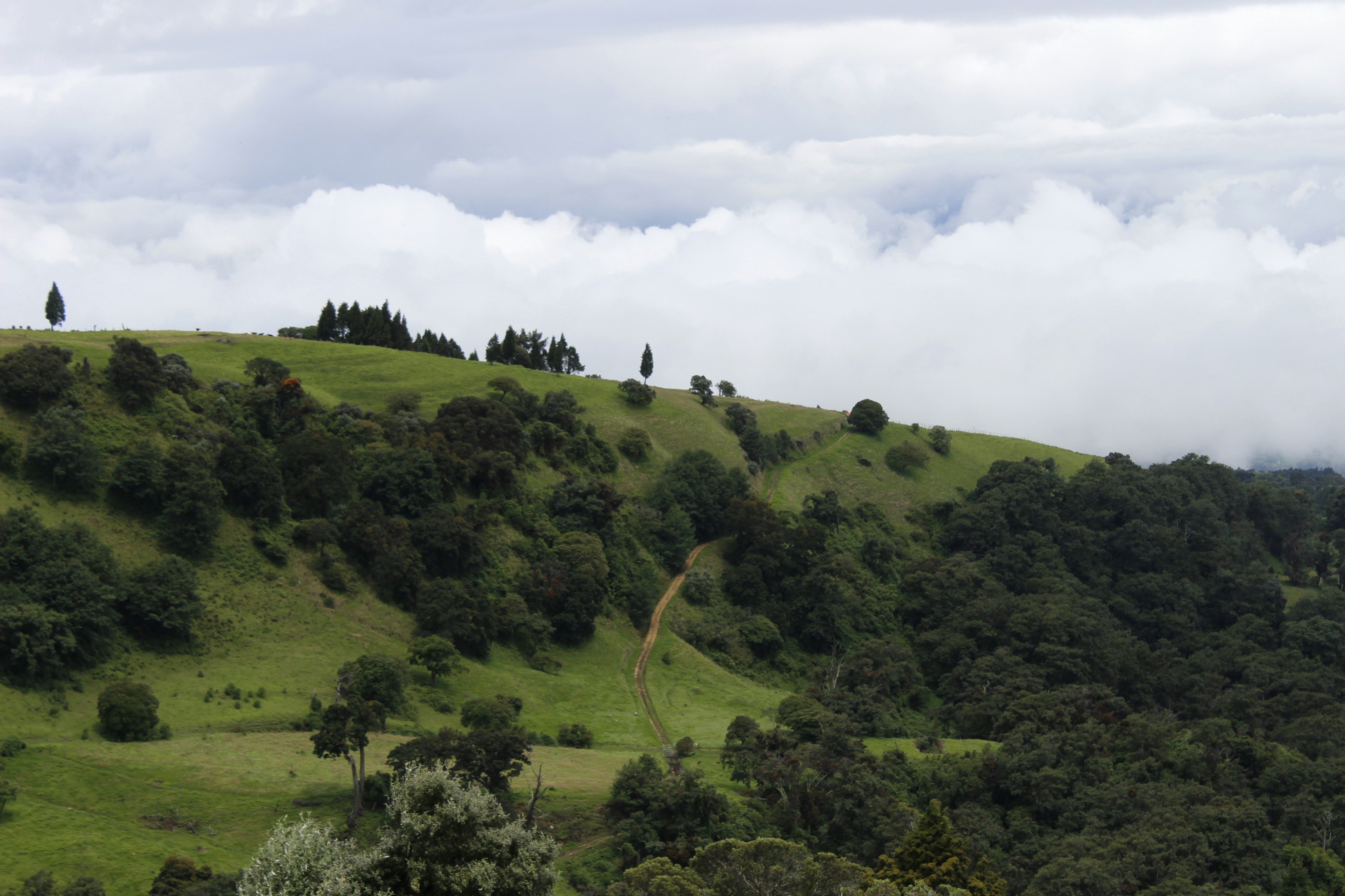 a landscape with trees and bushes