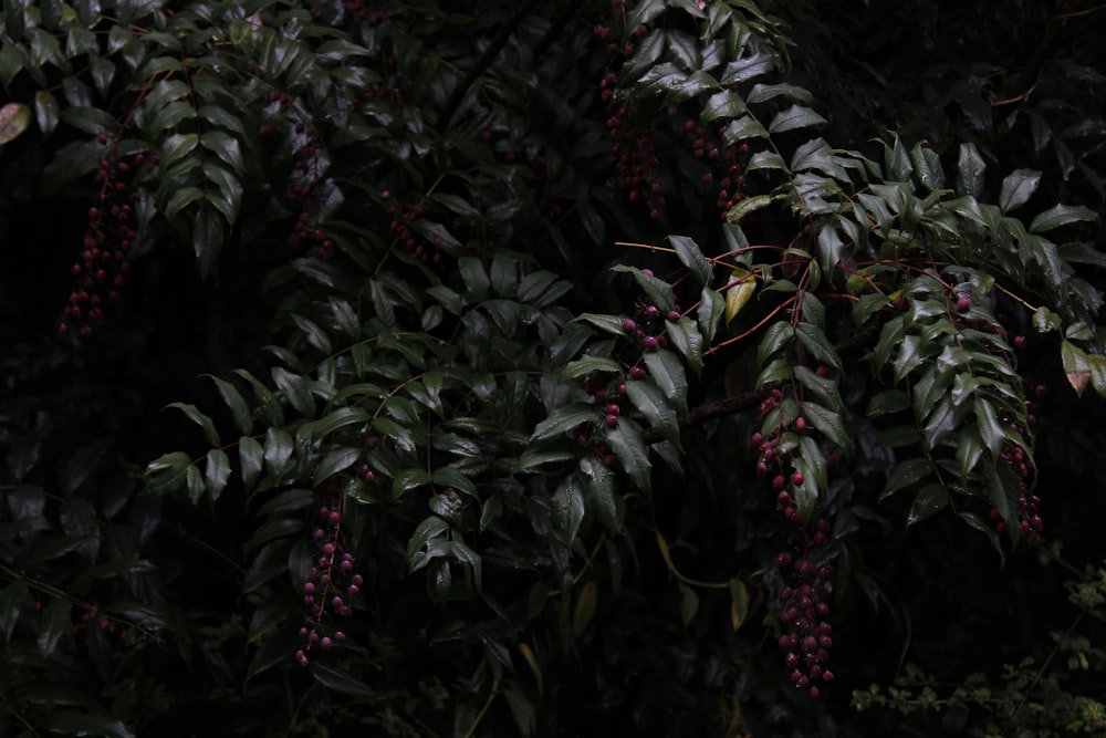 a close-up of some plants