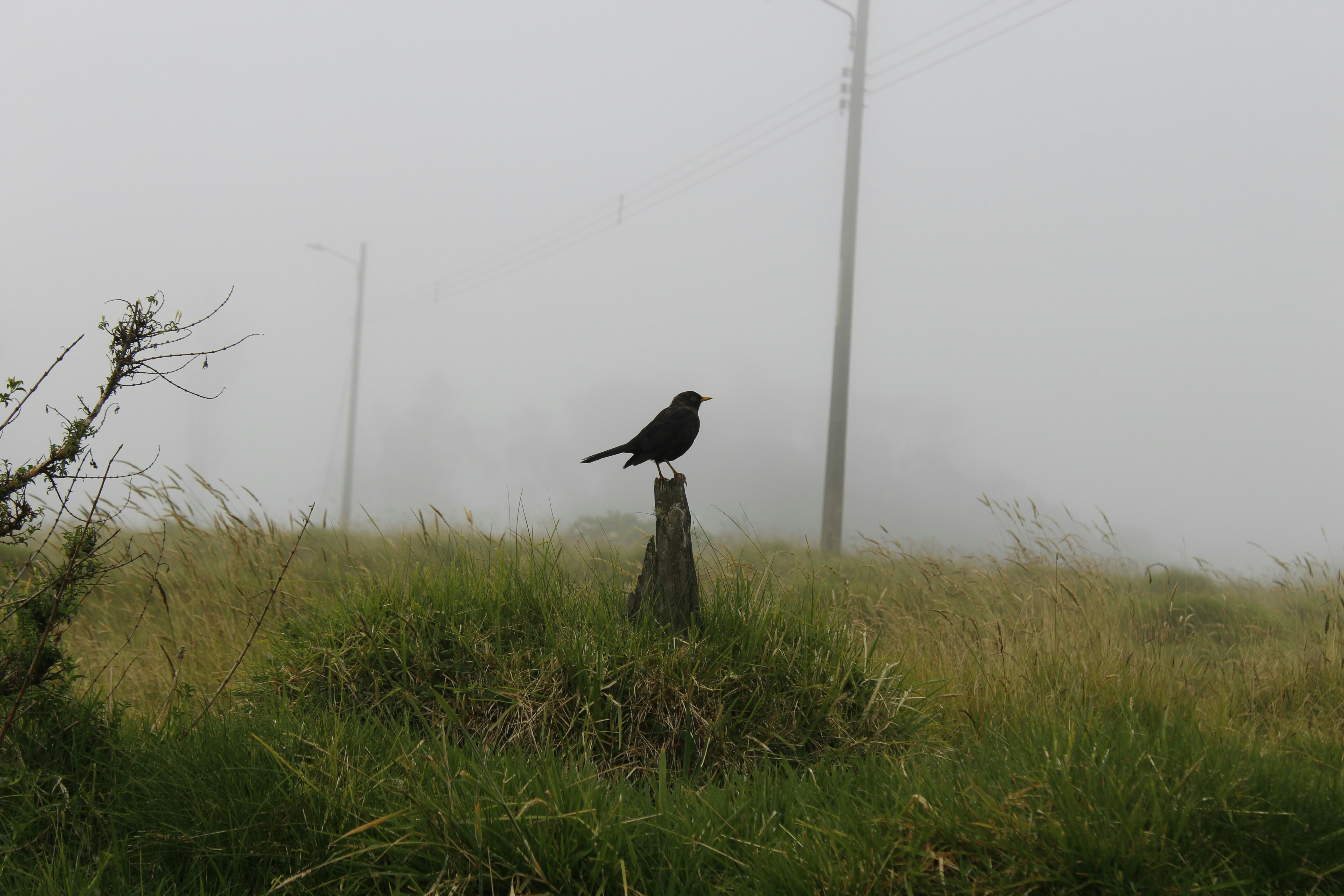 A bird on a stump photo – Free Animal Image on Unsplash