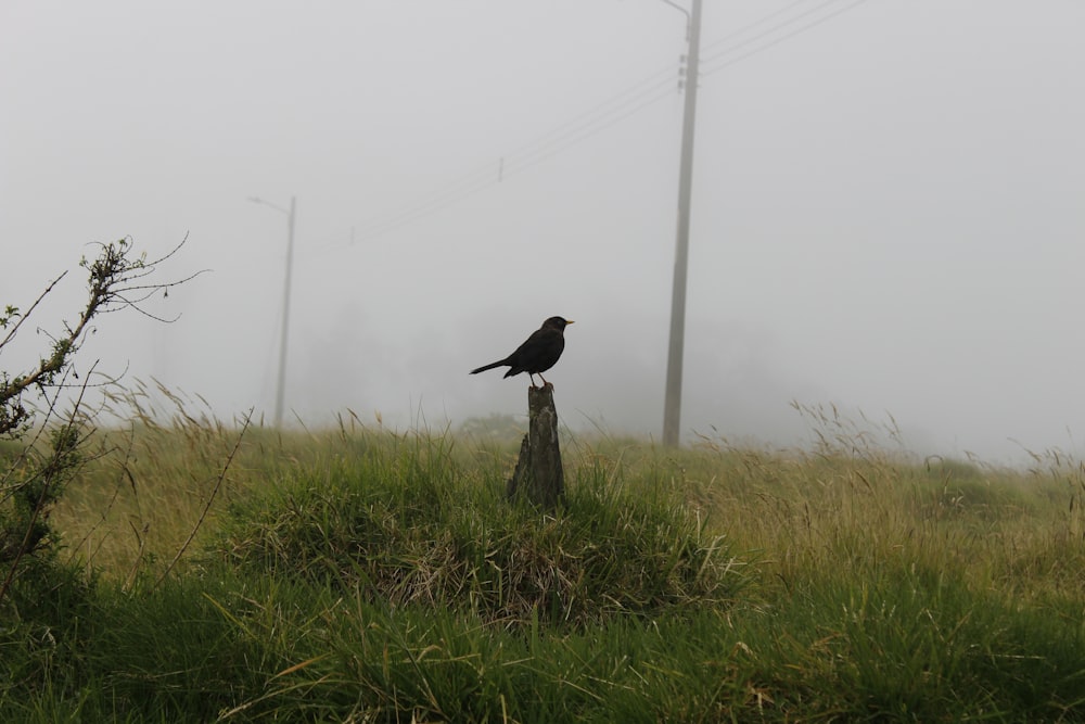 a bird on a stump