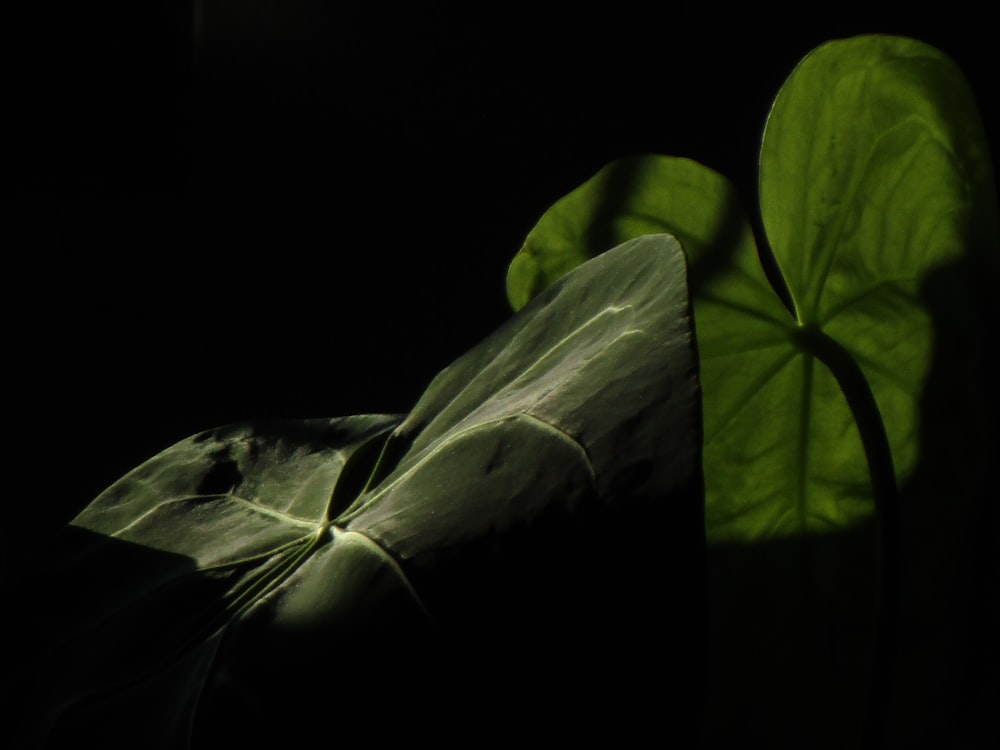 a leaf with a dark background