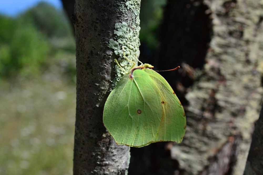 Une feuille verte sur un arbre