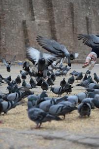 Members browsing and interacting with pigeon origin content on a digital platform.