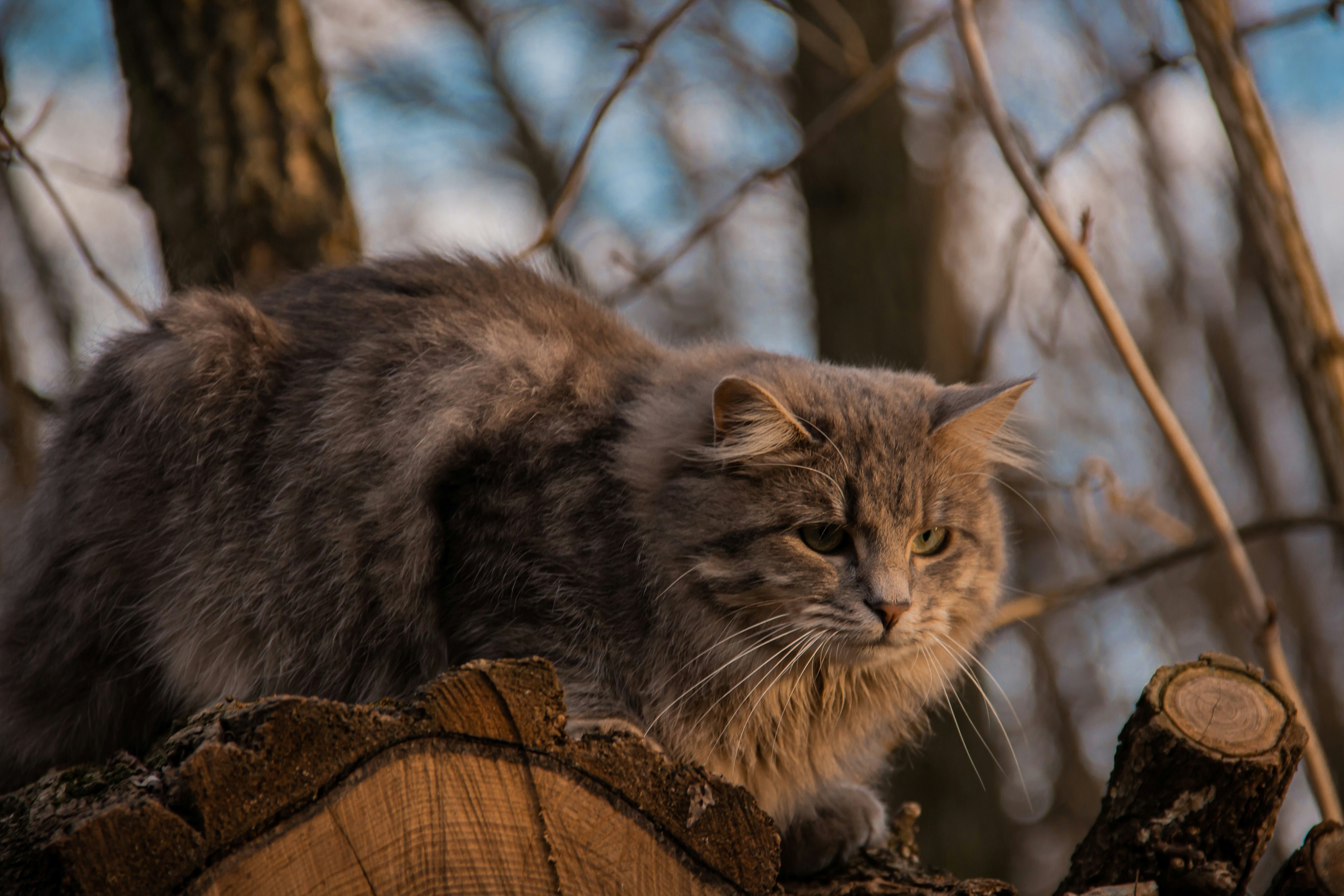 a cat sitting on a tree branch