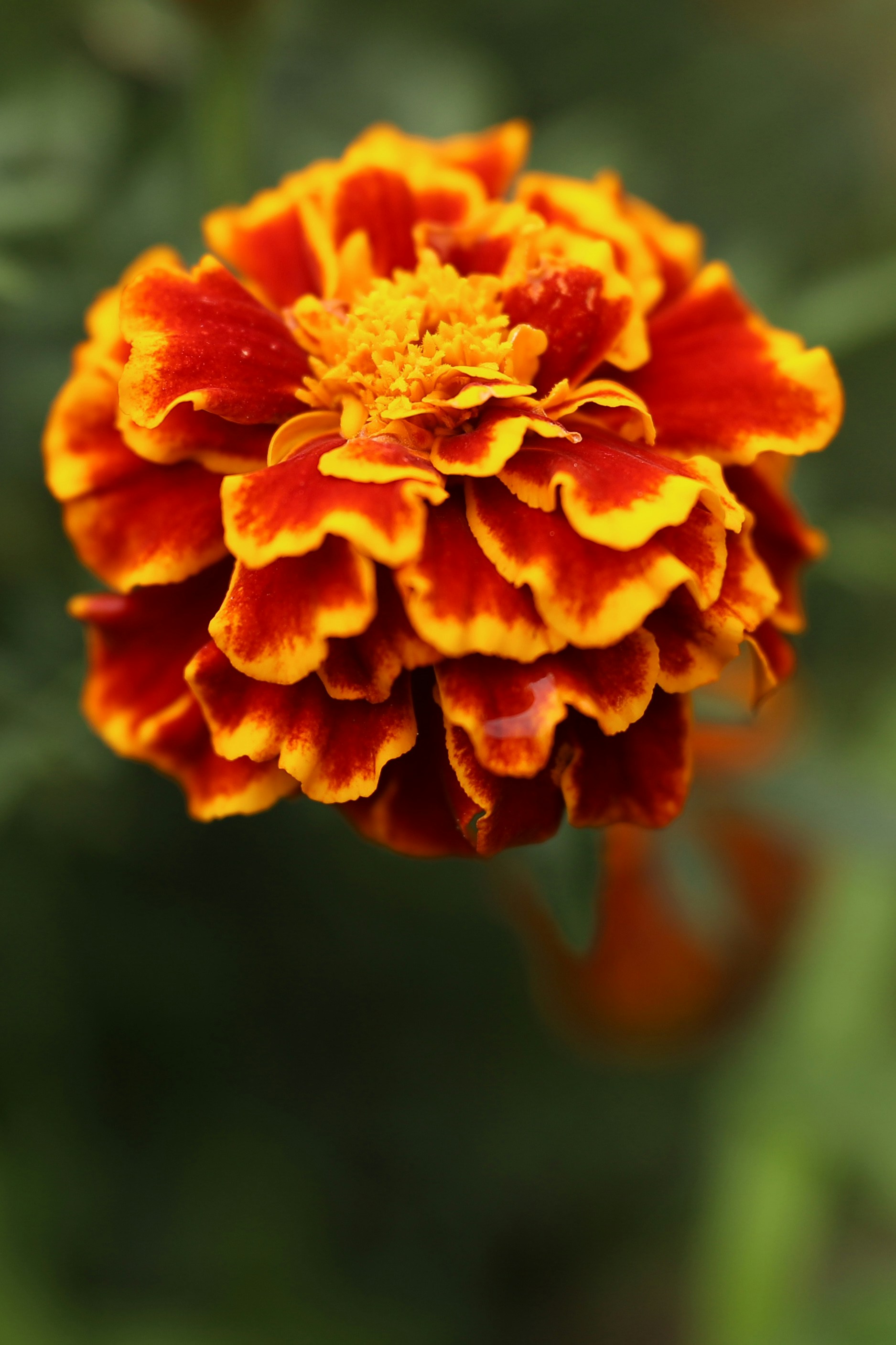 Photo by marina_malkova