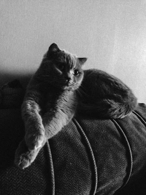 A sleek cat modeling a vibrant custom-made dress with playful patterns, lounging on a cozy cushion.