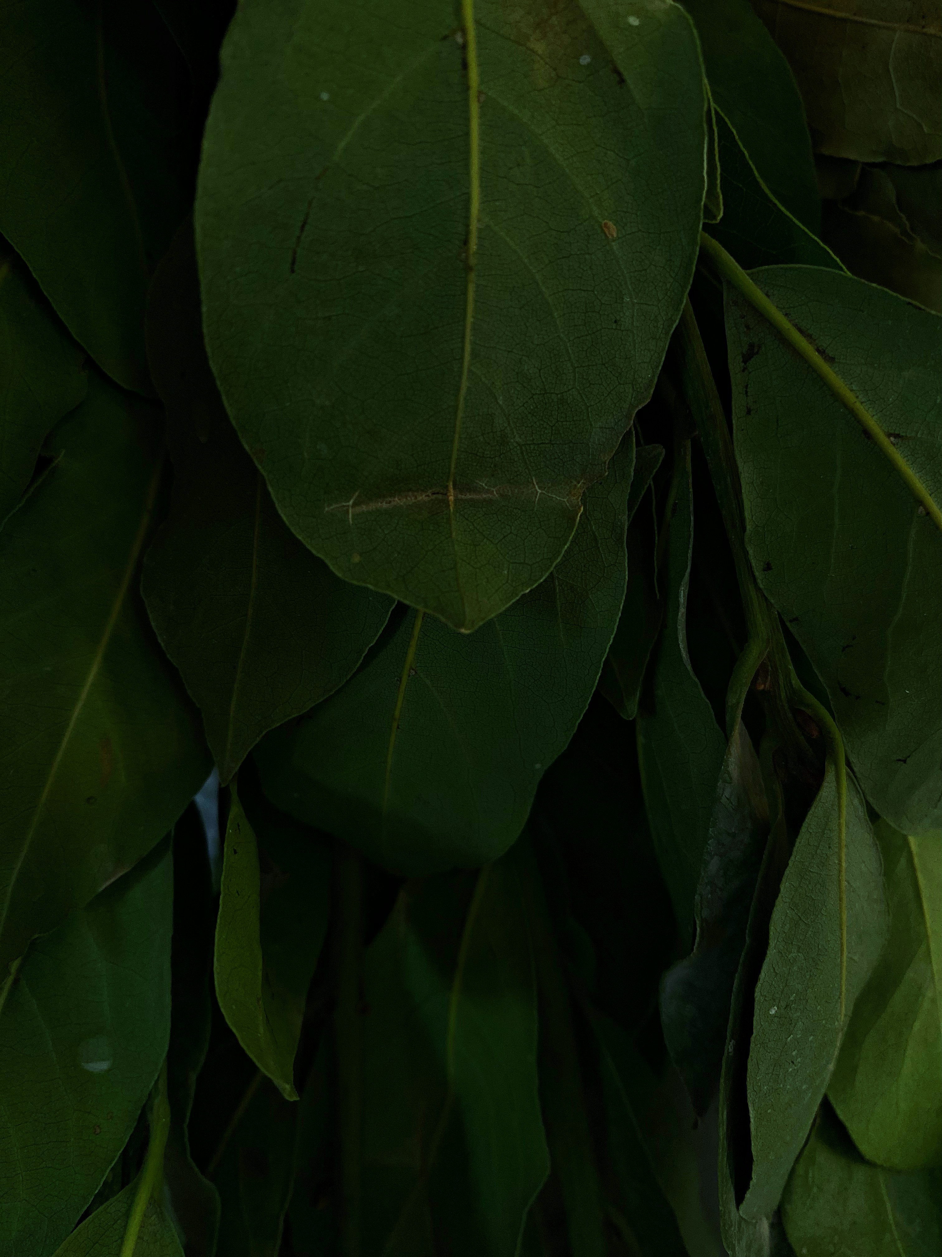 A close up of a leaf