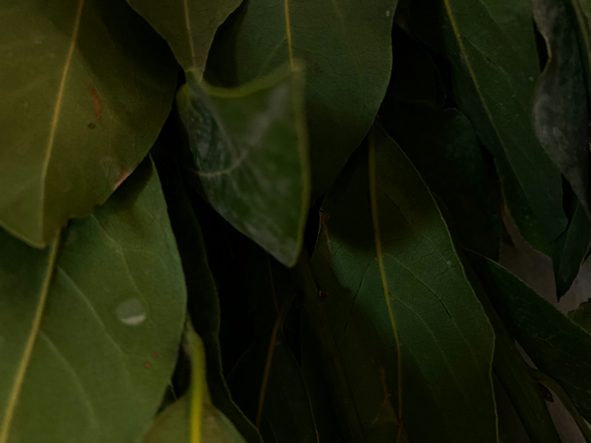 close-up of a green leaf