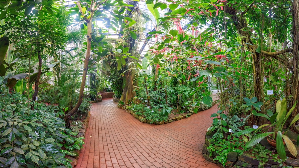 a brick path through a tropical area