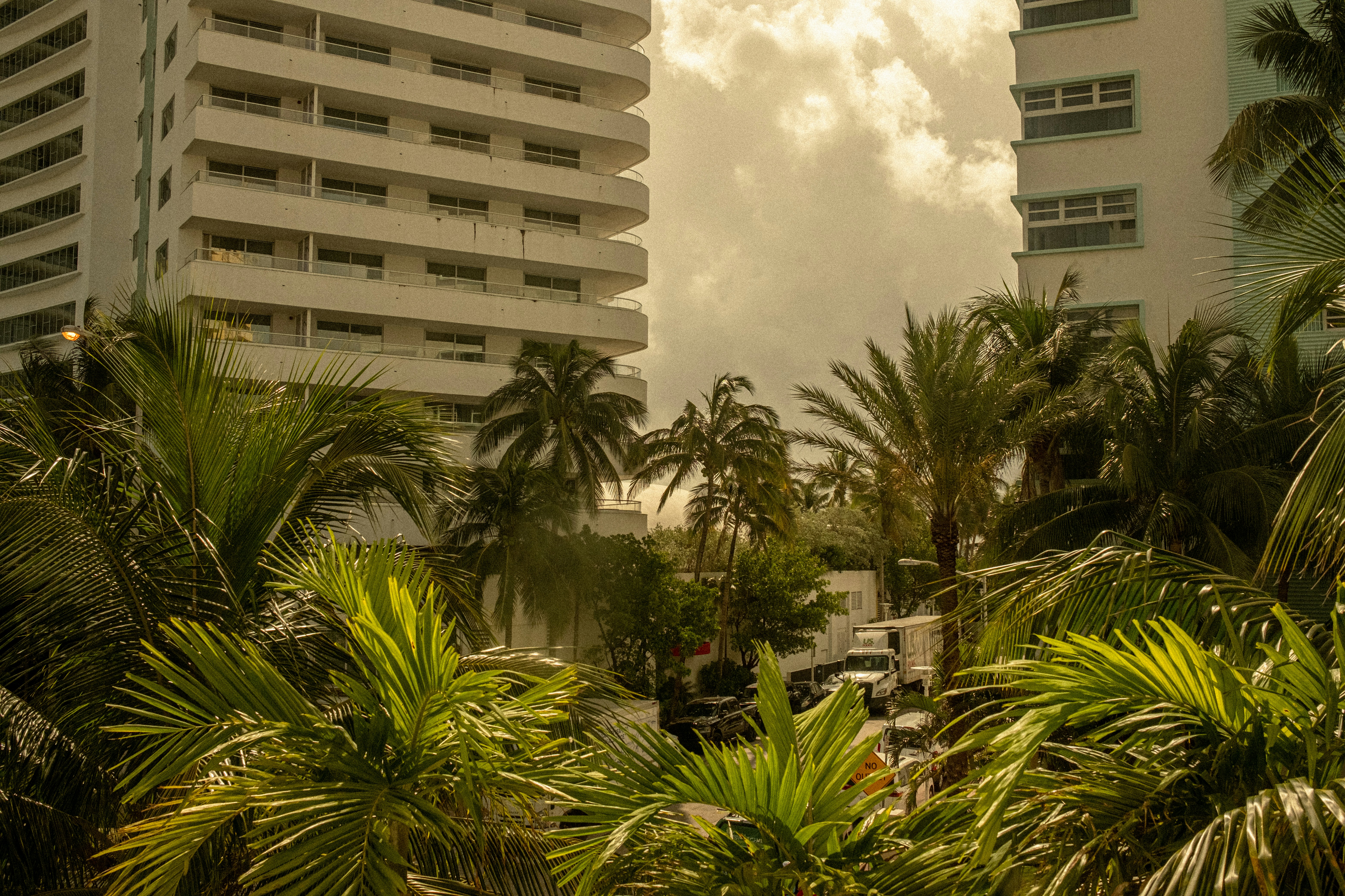 a group of palm trees, 