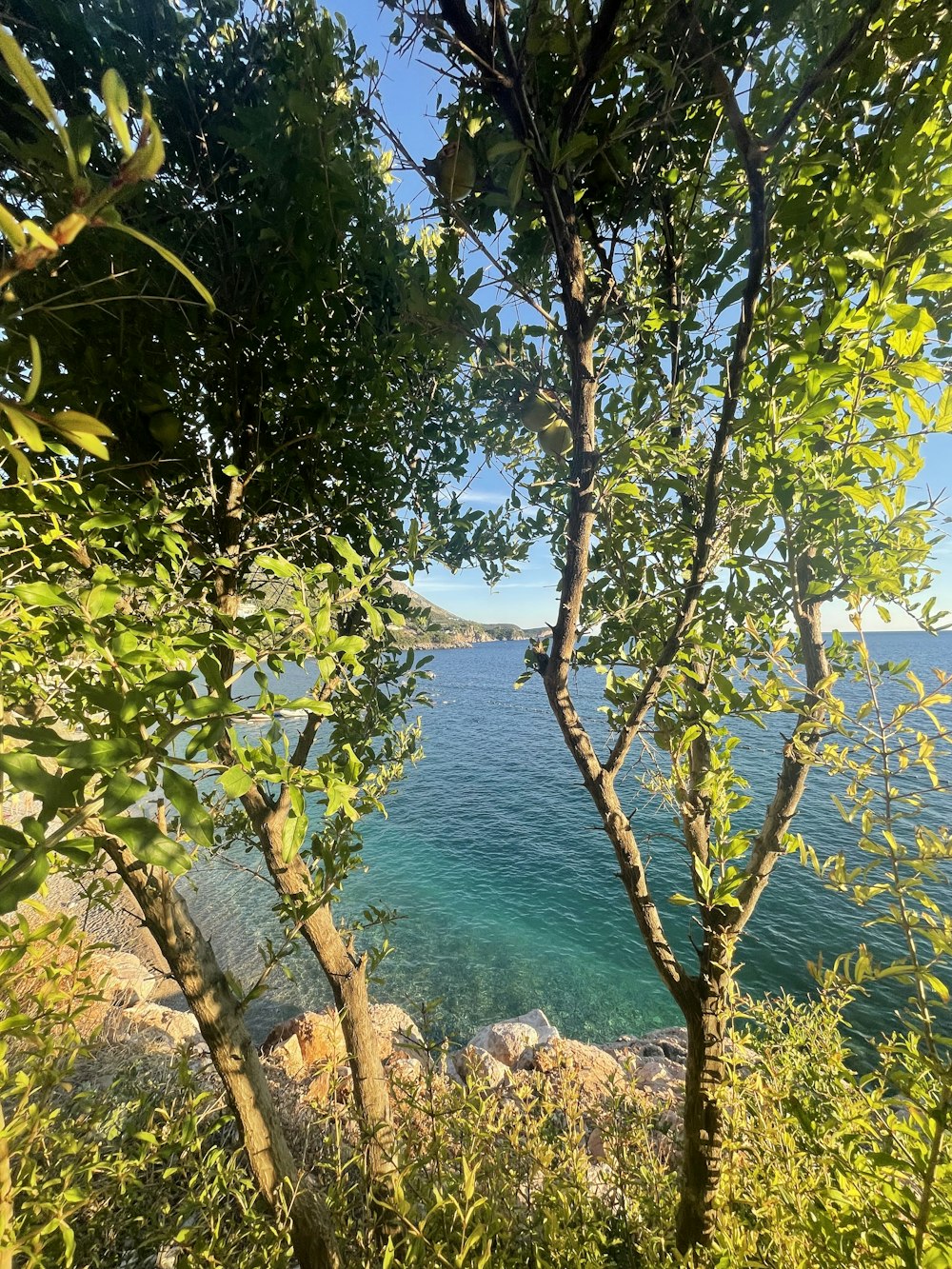 a view of the ocean from a tree